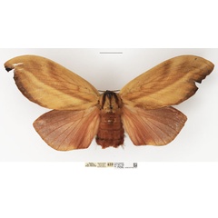 /filer/webapps/moths/media/images/R/rohdei_Cheligium_AF_NHMUK_02.jpg