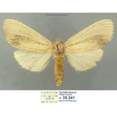 /filer/webapps/moths/media/images/M/melanotornata_Antheua_PTF_Schintlmeister.jpg