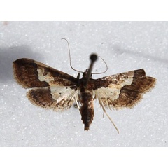 /filer/webapps/moths/media/images/O/ornatalis_Hydriris_A_Goff.jpg