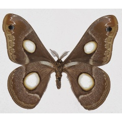 /filer/webapps/moths/media/images/L/lugardi_Epiphora_AM_Basquinb.jpg