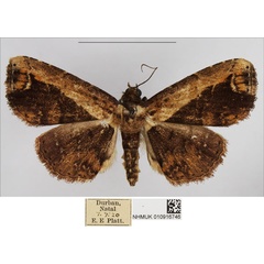 /filer/webapps/moths/media/images/S/semiscripta_Lophoruza_AM_NHMUK.jpg