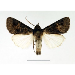 /filer/webapps/moths/media/images/N/nigrescens_Aedia_AM_Legrain_01.jpg