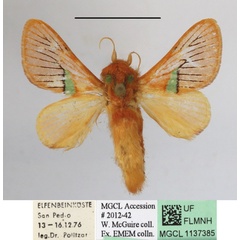 /filer/webapps/moths/media/images/V/viridiplaga_Delorhachis_A_MGCLa_01.JPG
