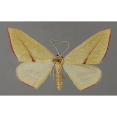 /filer/webapps/moths/media/images/E/extenuata_Chloryrethra_A_ZSM_01.jpg