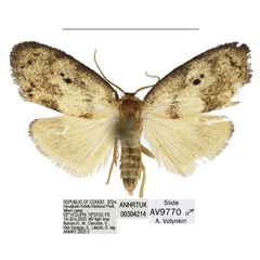 /filer/webapps/moths/media/images/N/nouabaleana_Spatulosia_HT_ANHRT.jpg