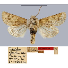 /filer/webapps/moths/media/images/C/cinochrea_Dianthoecia_HT_MNHN.jpg