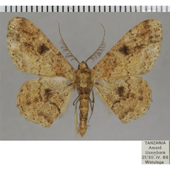 /filer/webapps/moths/media/images/L/longifibulata_Cleora_AM_ZSM_02.jpg