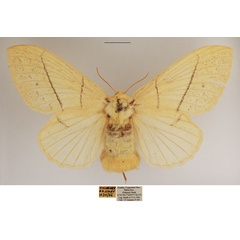 /filer/webapps/moths/media/images/C/clara_Philotherma_AF_TMSA.jpg