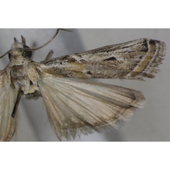 /filer/webapps/moths/media/images/P/pseudodiscomaculella_Epicrocis_AM_Monks_01.jpg