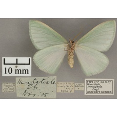 /filer/webapps/moths/media/images/S/semialbida_Hemistola_HT_OUMNHb_01.jpg
