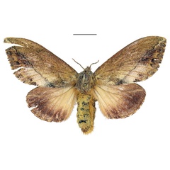 /filer/webapps/moths/media/images/M/morosa_Eutricha_AF_ANHRT.jpg