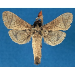 /filer/webapps/moths/media/images/O/otfriedi_Haberlandia_HT_RMCA_sARo5sX.jpg