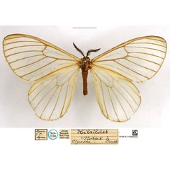/filer/webapps/moths/media/images/N/norax_Hibrildes_STM_NHMUK_02.jpg