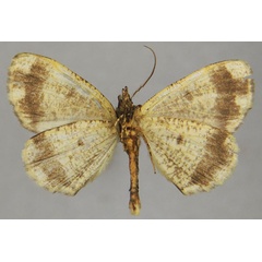 /filer/webapps/moths/media/images/N/nacaria_Xylopteryx_AM_ZSMb.jpg