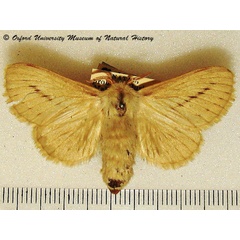 /filer/webapps/moths/media/images/P/perobliqua_Beralade_A_OUMNH.jpg