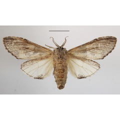 /filer/webapps/moths/media/images/V/viridipulverea_Chlorochadisra_A_MGCLb_02.JPG
