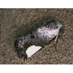 /filer/webapps/moths/media/images/T/tetragonisa_Acontia_A_Roland_01.jpg