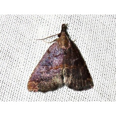 /filer/webapps/moths/media/images/S/semlikiensis_Hypena_A_Braun_01.jpeg