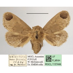 /filer/webapps/moths/media/images/S/sordida_Rhypteira_A_MGCLa_02.jpg