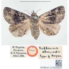 /filer/webapps/moths/media/images/A/atrimedia_Eublemma_HT_BMNH.jpg