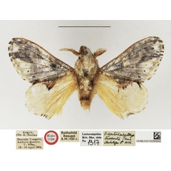 /filer/webapps/moths/media/images/T/triodonta_Odontocheilopteryx_HT_NHMUK.jpg