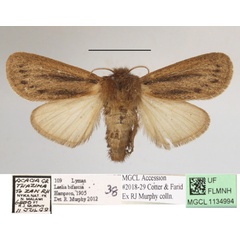 /filer/webapps/moths/media/images/B/bifascia_Laelia_AF_MGCLa_03.jpg