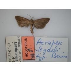 /filer/webapps/moths/media/images/S/seydeli_Acrapex_HT_RMCA_02.jpg