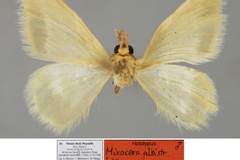 Mixocera albistrigata bittermanni