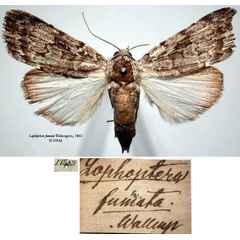 /filer/webapps/moths/media/images/F/fumata_Lophoptera_HT_SNHM.jpg