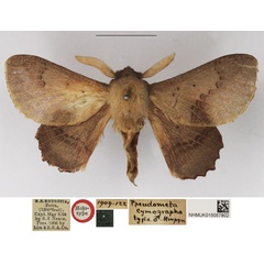 /filer/webapps/moths/media/images/C/cymographa_Pseudometa_HT_NHMUK.jpg