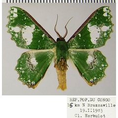 /filer/webapps/moths/media/images/P/perornata_Victoria_AM_ZSMa.jpg