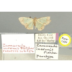 /filer/webapps/moths/media/images/I/inermis_Zamarada_PT_TMSA.jpg