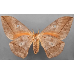 /filer/webapps/moths/media/images/E/erythrotes_Bunaea_STF_MfNb.jpg