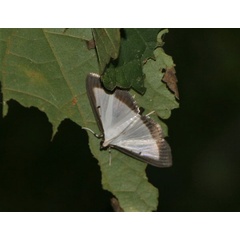 /filer/webapps/moths/media/images/E/elealis_Palpita_A_Jorpeland.jpg