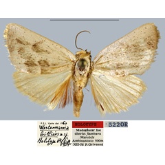 /filer/webapps/moths/media/images/B/brillans_Westermannia_HT_MNHN.jpg