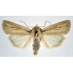 /filer/webapps/moths/media/images/I/infima_Vietteania_AM_NHMO_01.jpg