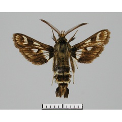 /filer/webapps/moths/media/images/M/metazonata_Thyranthrene_AM_TMSA.jpg