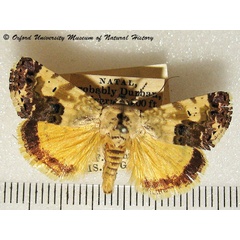 /filer/webapps/moths/media/images/D/dispar_Acontia_A_OUMNHa_02.jpg