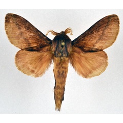 /filer/webapps/moths/media/images/A/argibasis_Sophyrita_AM_NHMO.jpg