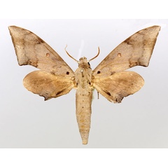 /filer/webapps/moths/media/images/S/septentrionalis_Neopolyptychus_AM_Basquin_01.jpg