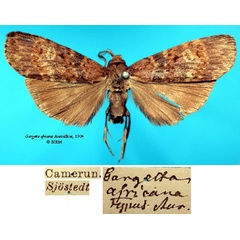 /filer/webapps/moths/media/images/A/africana_Gargetta_HT_SNHM_01_UZI5QIJ.jpg
