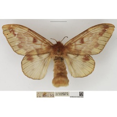 /filer/webapps/moths/media/images/H/heres_Lechriolepis_AF_NHMUK.jpg