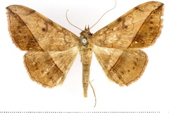 Anticarsia rubricans