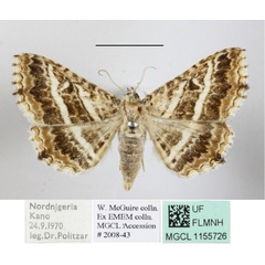 /filer/webapps/moths/media/images/C/clathrum_Homaea_A_MGCLa_01.JPG