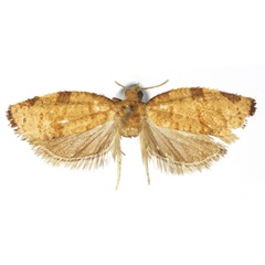 /filer/webapps/moths/media/images/O/oluluana_Procrica_HT_RMCA.jpg