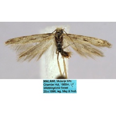 /filer/webapps/moths/media/images/N/nussi_Scythris_HT_ZMHB_RL1n6jB.jpg