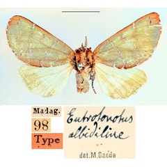 /filer/webapps/moths/media/images/A/albidilinea_Eutrotonotus_HT_SNHM_01_mbIlv62.jpg