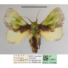 /filer/webapps/moths/media/images/H/hexamitobalia_Parasa_A_MGCLa_01.JPG