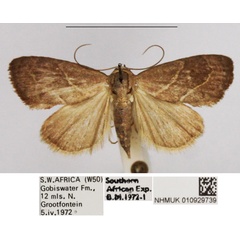 /filer/webapps/moths/media/images/A/aviuncis_Neaxestis_AF_NHMUK.jpg