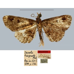 /filer/webapps/moths/media/images/T/trisignata_Daxata_HT_MNHN.jpg